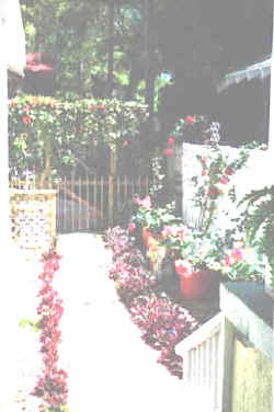 rose garden.jpg (44611 bytes)